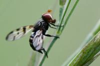 Otites porcus