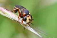 Physocephala vittata