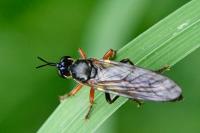 Dioctria rufipes