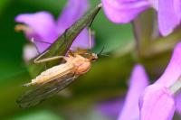 Empis stercorea