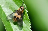 Chrysops caecutiens