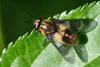 Chrysops caecutiens
