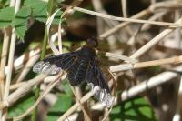 Hemipenthes morio