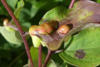 Craneiobia corni