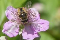 Eristalis arbustorum