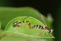 Sphaerophoria scripta