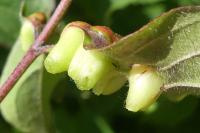 Craneiobia corni