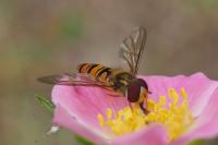 Episyrphus balteatus