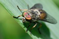 Hybomitra solstitialis