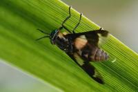 Chrysops caecutiens