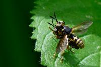 Abrachyglossum capitatum