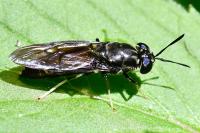 Hermetia illucens