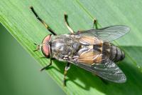 Hybomitra solstitialis