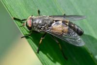 Hybomitra solstitialis