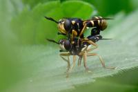 Abrachyglossum capitatum