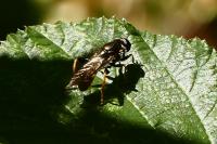 Xylota xanthocnema