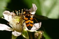 Didea fasciata