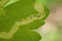 Phytomyza ranunculi
