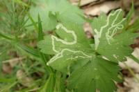 Phytomyza ranunculi