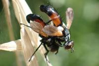 Cylindromyia auriceps