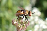 Gymnosoma