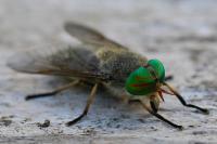 Tabanus bifarius