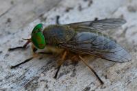 Tabanus bifarius