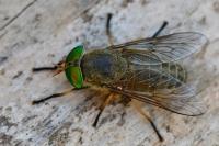 Tabanus bifarius