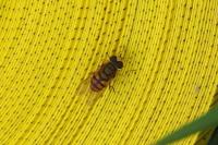Eupeodes corollae