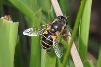 Eristalis horticola