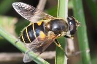 Eristalis horticola