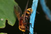 Volucella zonaria