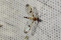 Macrocera phalerata