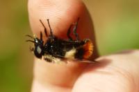 Volucella bombylans