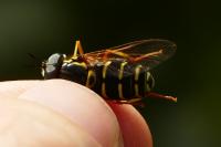 Chrysotoxum tomentosum