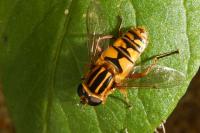 Helophilus pendulus