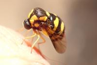 Cyrtus gibbus