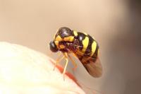 Cyrtus gibbus