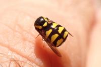Cyrtus gibbus
