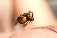 Cyrtus gibbus