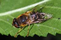 Eristalis pertinax