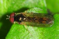 Melanostoma scalare