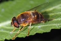 Eristalis pertinax
