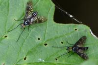 Ibisia marginata