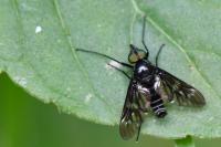 Ibisia marginata