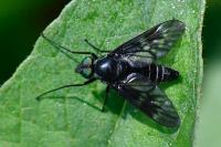 Ibisia marginata