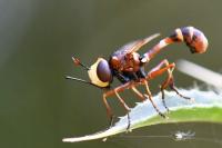 Physocephala vittata