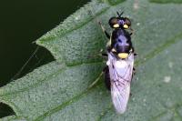Oxycera leonina
