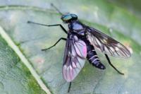 Ibisia marginata
