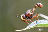 Physocephala vittata